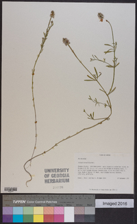 Polygala brevifolia image