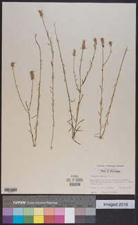 Polygala chapmanii image