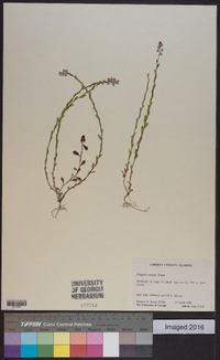 Polygala crenata image