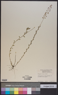 Polygala crenata image