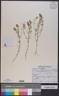 Polygala cruciata image