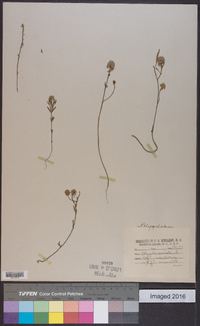 Polygala cruciata image