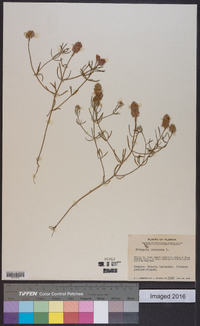 Polygala cruciata image