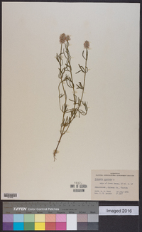 Polygala cruciata image