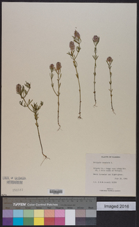 Polygala cruciata image