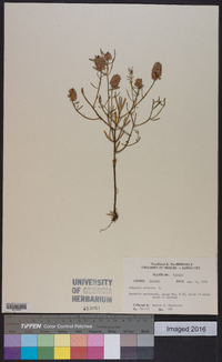 Polygala cruciata image