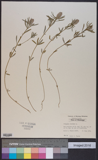 Polygala cruciata image