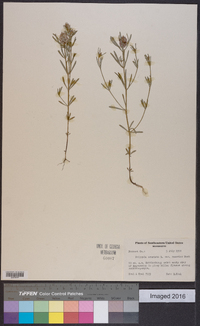 Polygala cruciata image