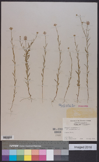 Polygala curtissii image