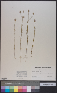 Polygala curtissii image