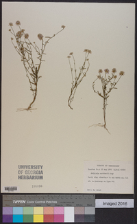 Polygala curtissii image