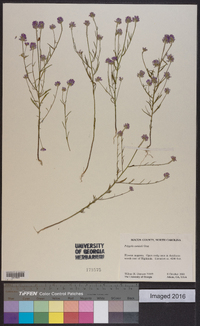 Polygala curtissii image