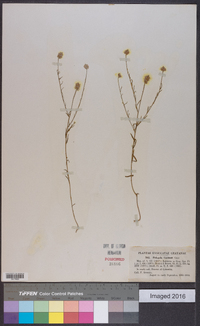 Polygala curtissii image