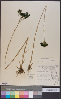 Polygala cymosa image