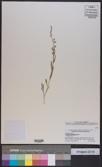 Asemeia grandiflora image