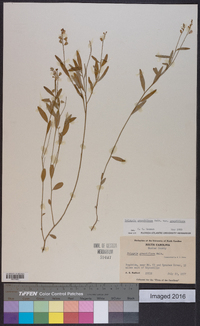 Asemeia grandiflora image