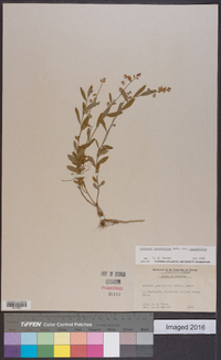 Polygala grandiflora image