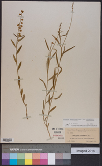 Asemeia grandiflora image