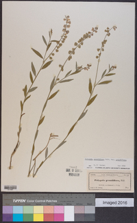 Asemeia grandiflora image