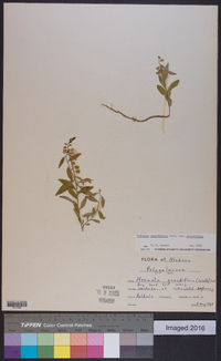 Asemeia grandiflora image