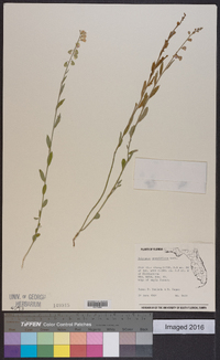 Polygala grandiflora image