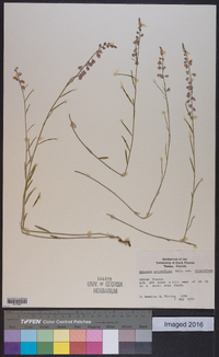 Asemeia grandiflora image