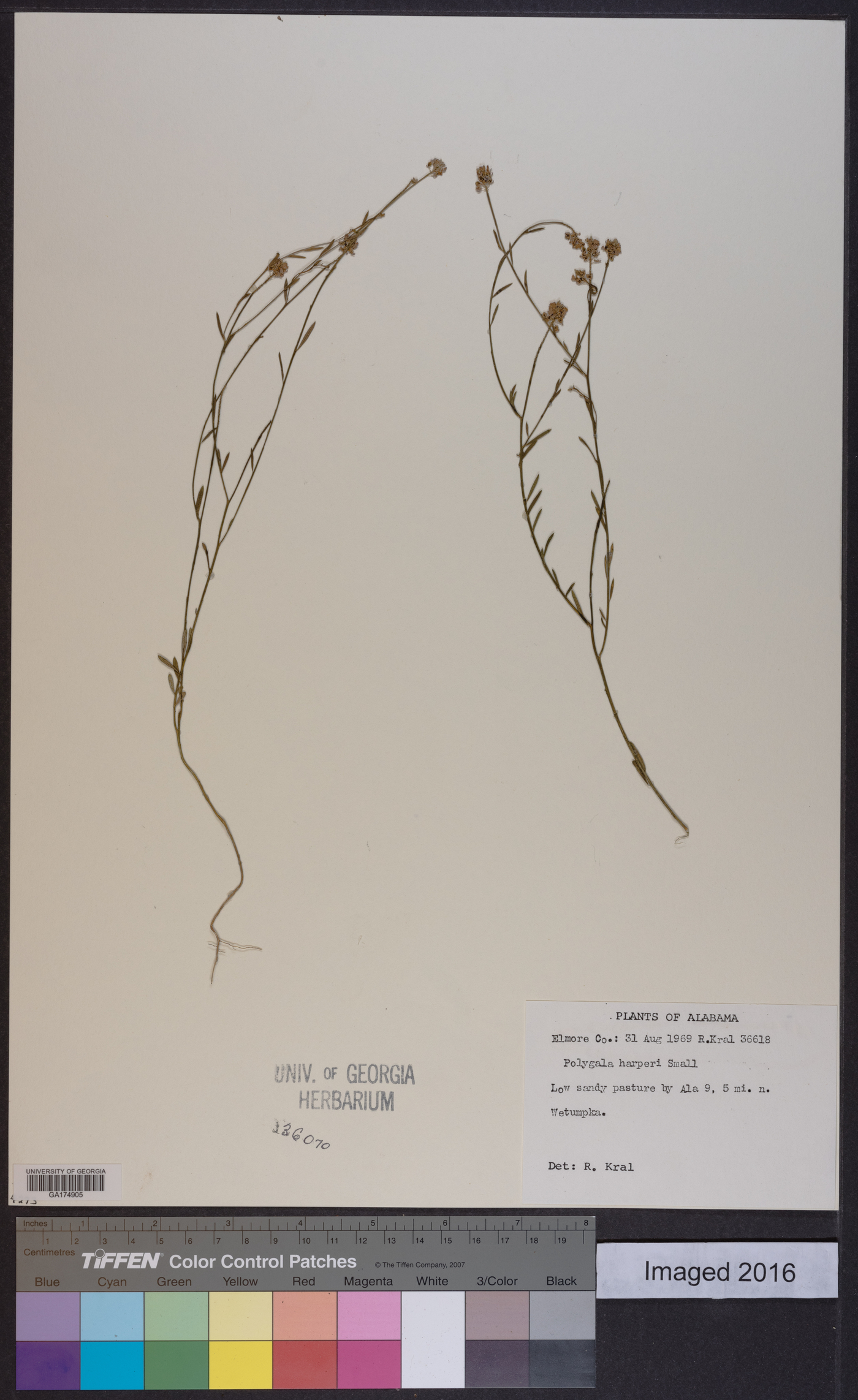 Polygala harperi image