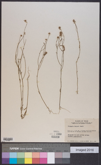 Polygala harperi image