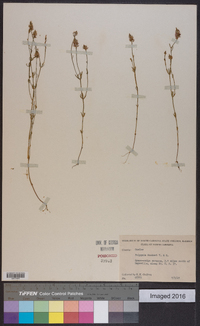 Polygala hookeri image