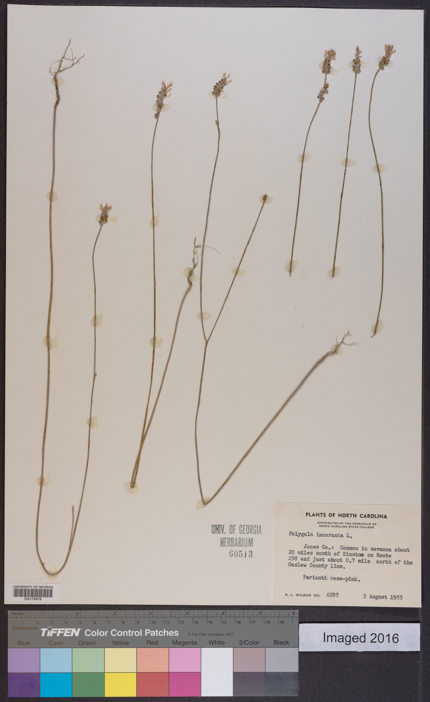Polygala incarnata image