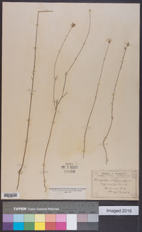 Polygala incarnata image