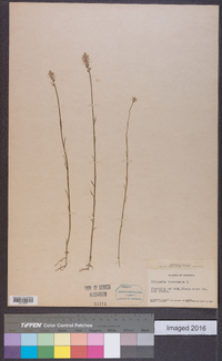 Polygala incarnata image