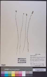 Polygala incarnata image