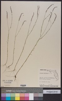 Polygala leptocaulis image