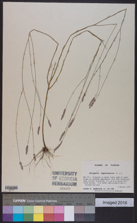 Polygala leptocaulis image