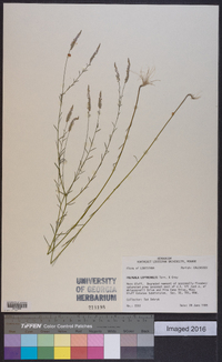 Polygala leptocaulis image