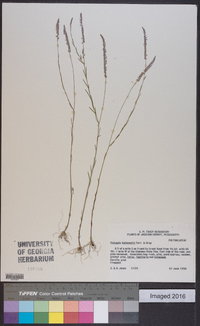 Polygala leptocaulis image