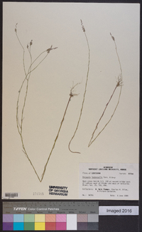 Polygala leptocaulis image