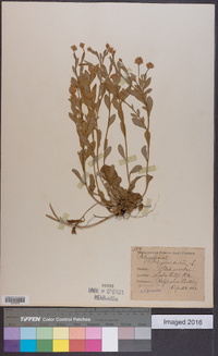 Polygala lutea image