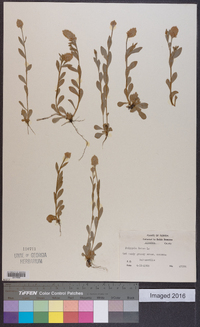 Polygala lutea image