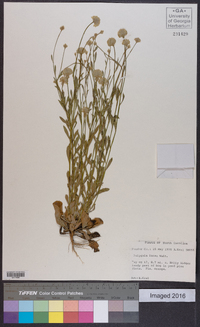 Polygala lutea image