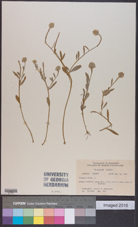 Polygala lutea image