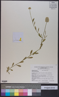 Polygala lutea image