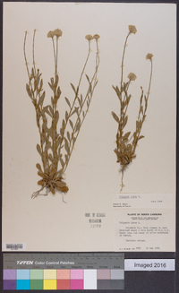 Polygala lutea image