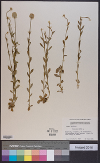 Polygala lutea image