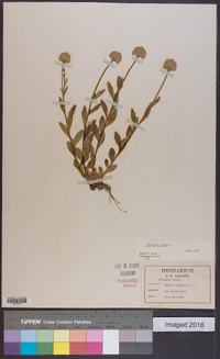 Polygala lutea image