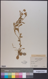 Polygala lutea image