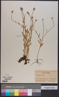 Polygala lutea image