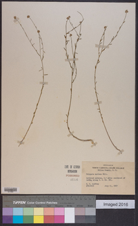 Polygala mariana image