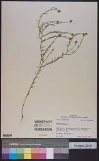 Polygala mariana image